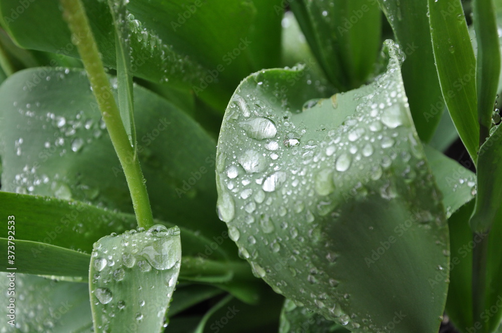 water drops on a leaf