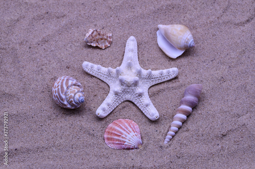 Seashells and starfish on the sand or beach