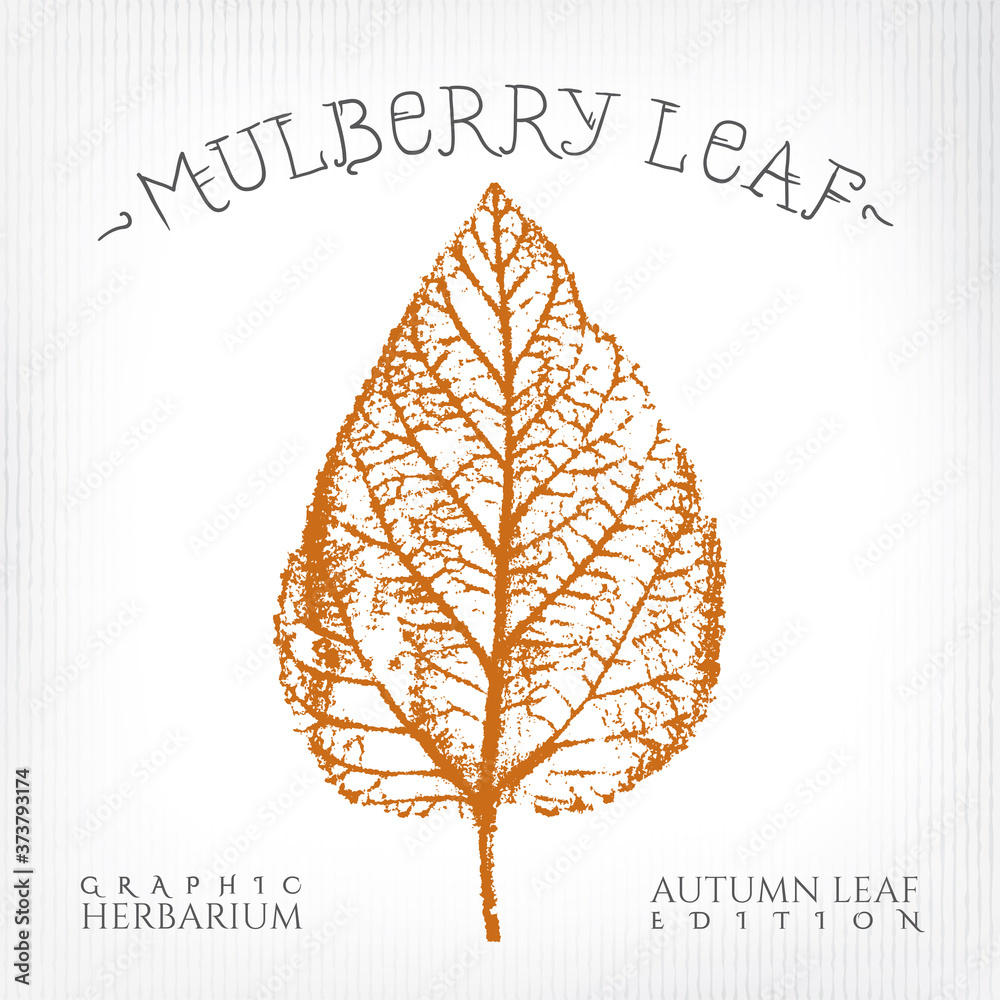 Obraz Mulberry Leaf Vintage Print Style Illustration with Authentic Logo Lettering from Autumn Leaf Edition of Graphic Herbarium - Black and Rusty on Grunge Background - Stamp Style Graphic Design