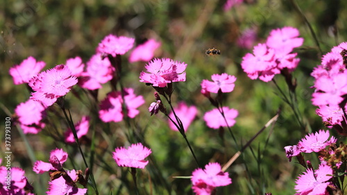 sentiers fleuris du Mezenc