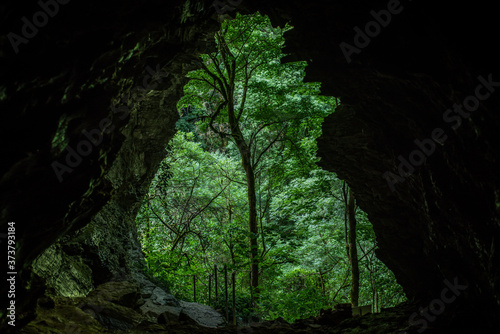 Exit of big karst cave. The nature of the Sochi National Park of boxwood trees.