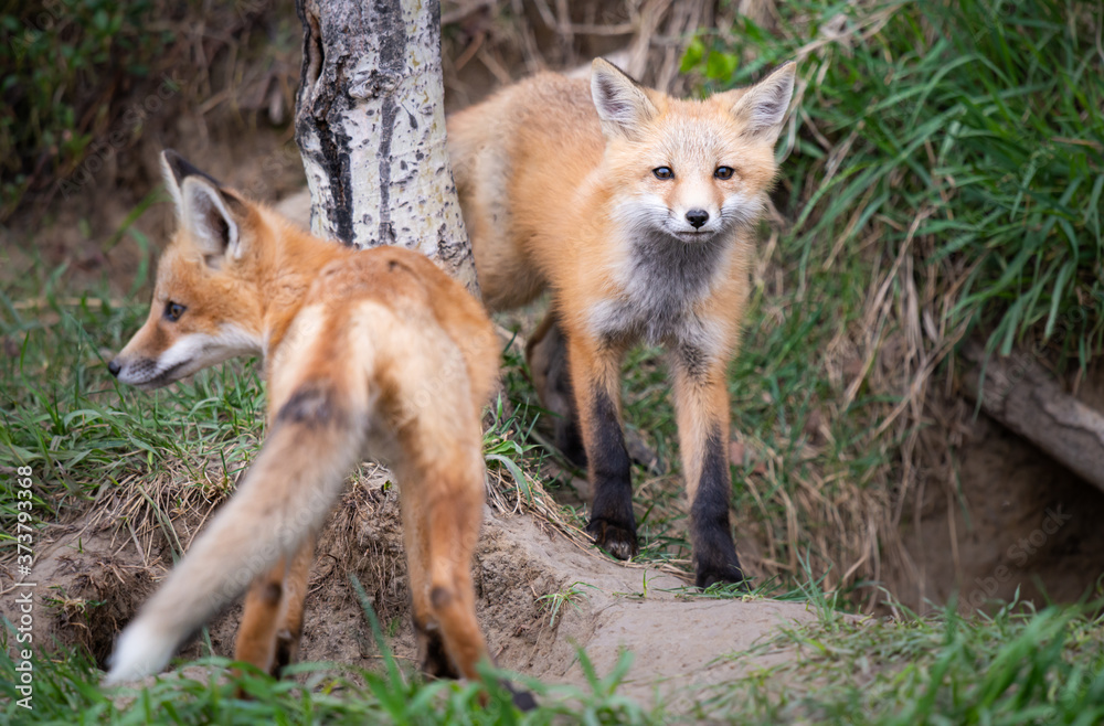 Red fox kits in the wild Red fox kits in the wild