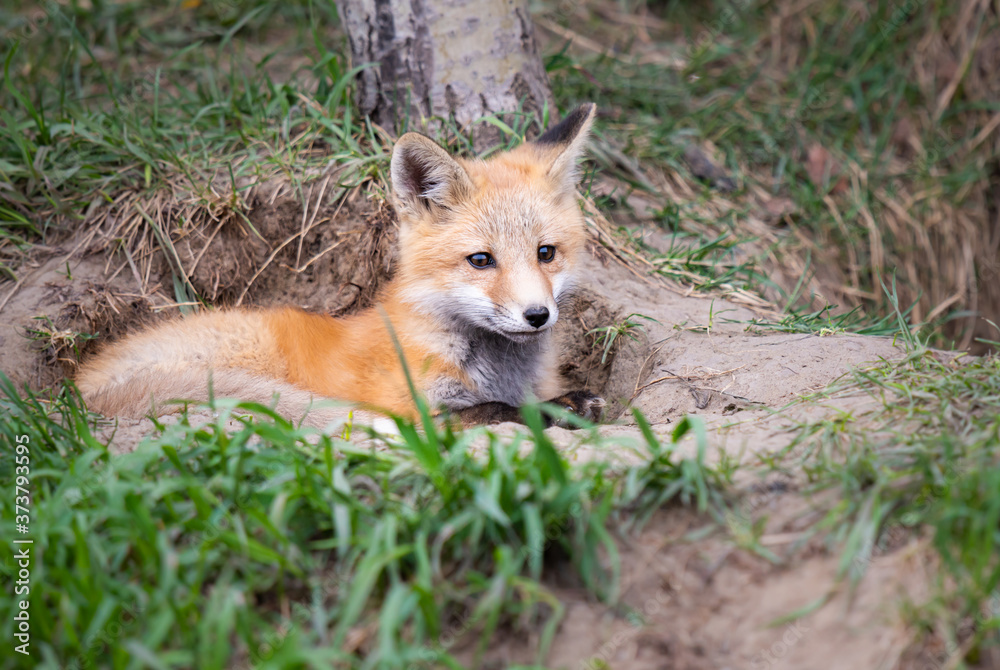 Red fox kits in the wild