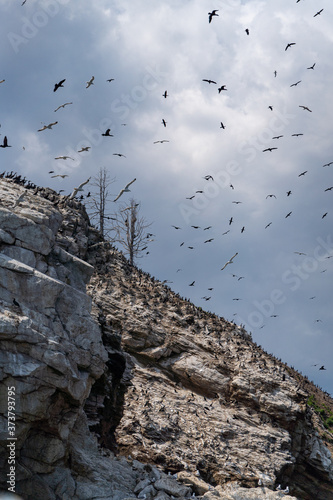 Russia, Irkutsk region, Baikal lake, July 2020: scenic landscape, groups of birds flying over bird island photo