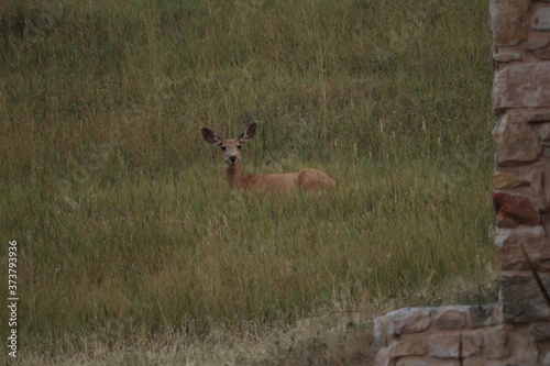 Mule deer doe lying in the tall grass