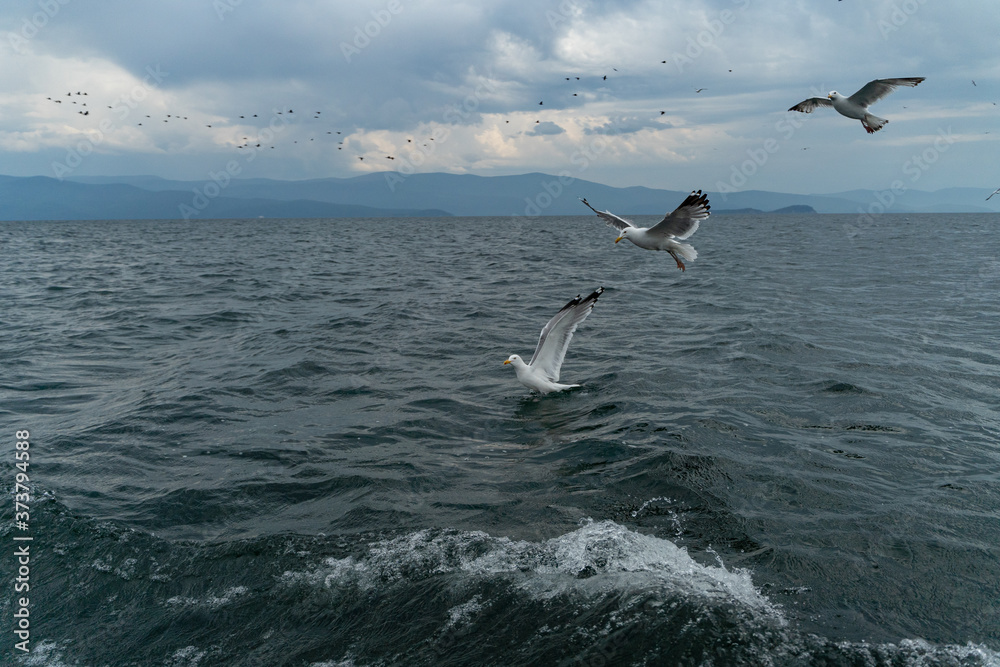 Russia, Irkutsk region, Baikal lake, July 2020:  Wild seagulls hunting on fish on dark blue water