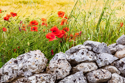 Italy, Apulia, Province of Taranto, Laterza. Field of barley with poppies and an old stone wall. photo