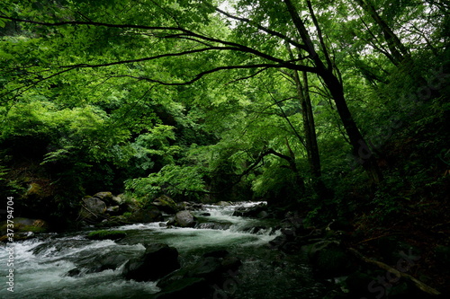 初夏の緑の森の中の渓流 -日本、長野県、杜鵑峡