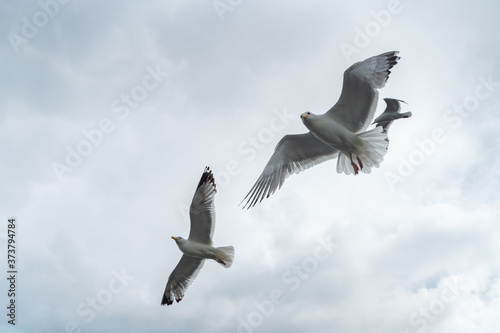 Wildlife of russian north: white seagulls flying high in a cloudy rainy sky over Baikal Lake photo