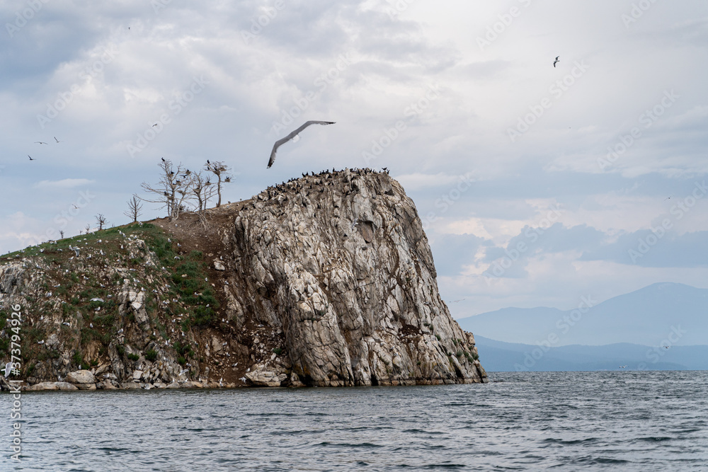 Wildlife of russian north: flocks of seagulls flying, attacking and hunting over Baikal lake water
