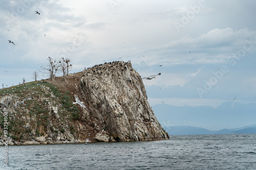 Wildlife of russian north: flocks of seagulls flying, attacking and hunting over Baikal lake water photo