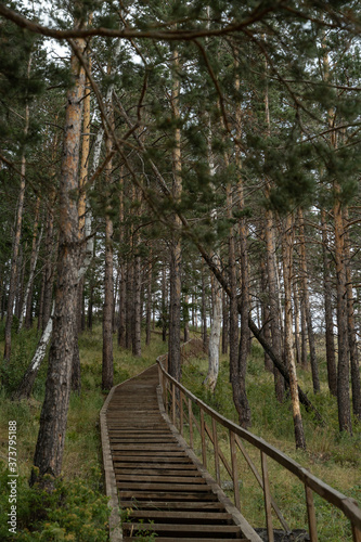 Old wooden stair in a deep russian forest on the North  cloudy summer day