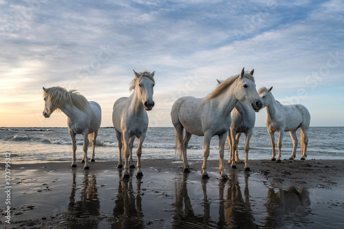 White horses in Camargue, France.