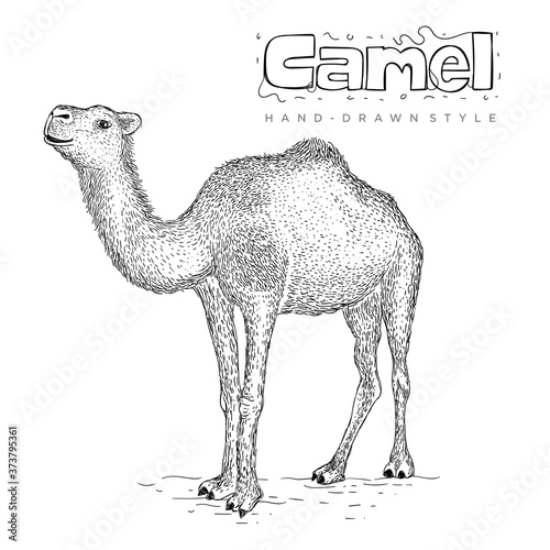 vector camel with hand drawn style. vintage animal illustration