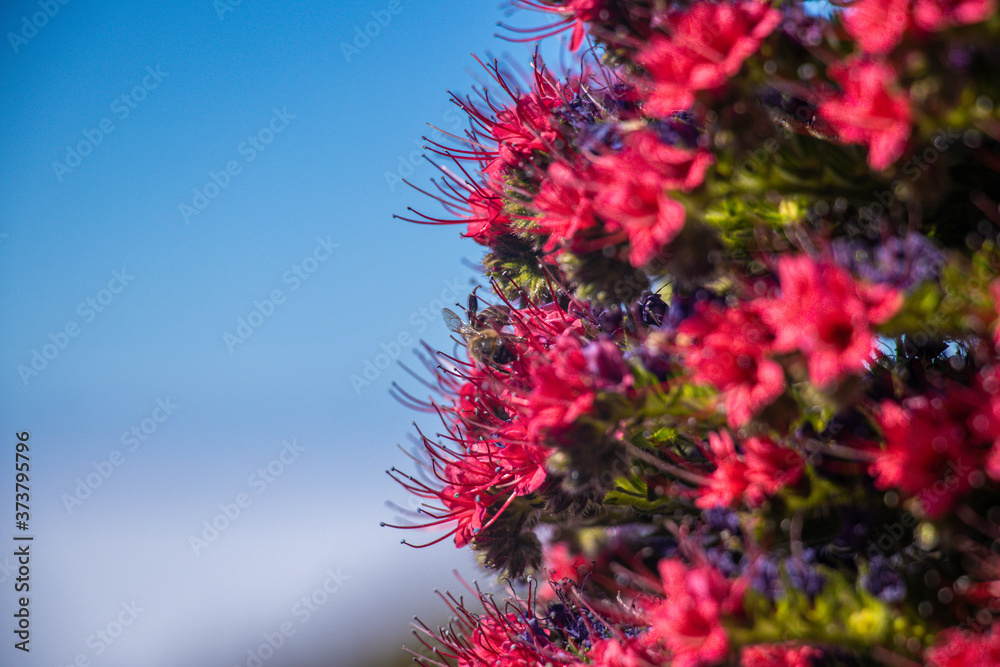 pink flowers on blue sky pink flowers on blue sky