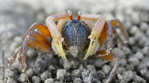 Принти на полотні macro photo of a small spider crab on the beach, a crustacean with six legs, two