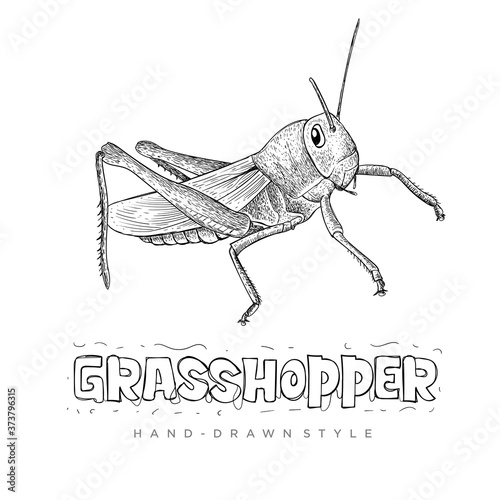 vector Grasshopper with hand drawn style. realistic animal illustrations