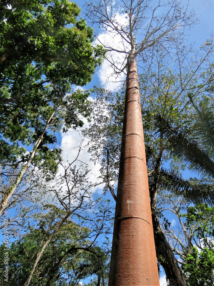 Fototapeta premium tree of life in Panama