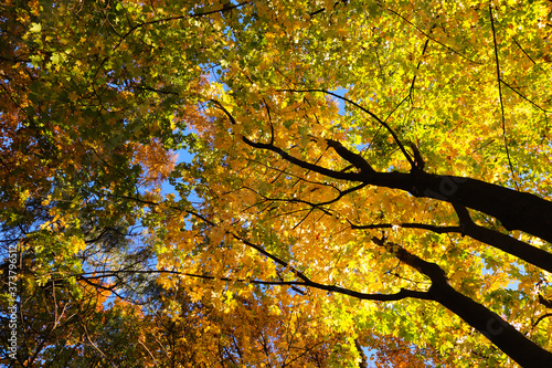 Autumn background of yellow leaves against the sky. Selective focus