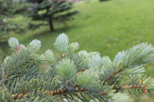 Pine Trees2