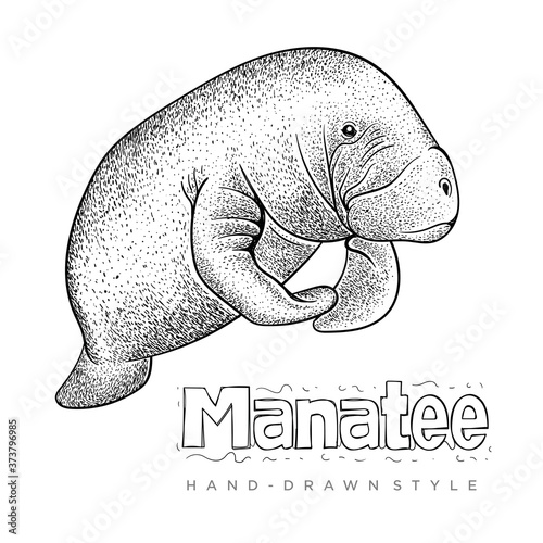vector hand drawn style manatee. realistic animal illustrations