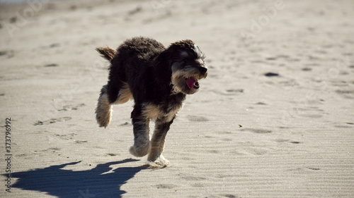 perro
mascota
feliz
jugando
playa