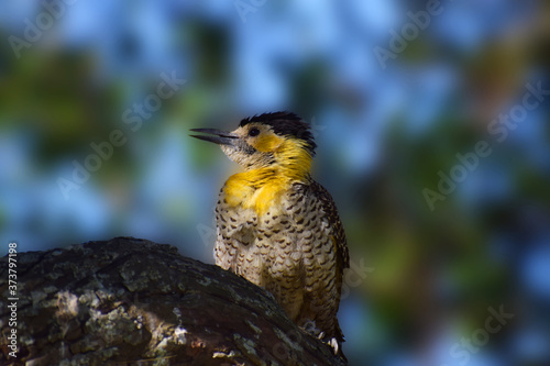 pajaro
carpintero
uruguay
colorido