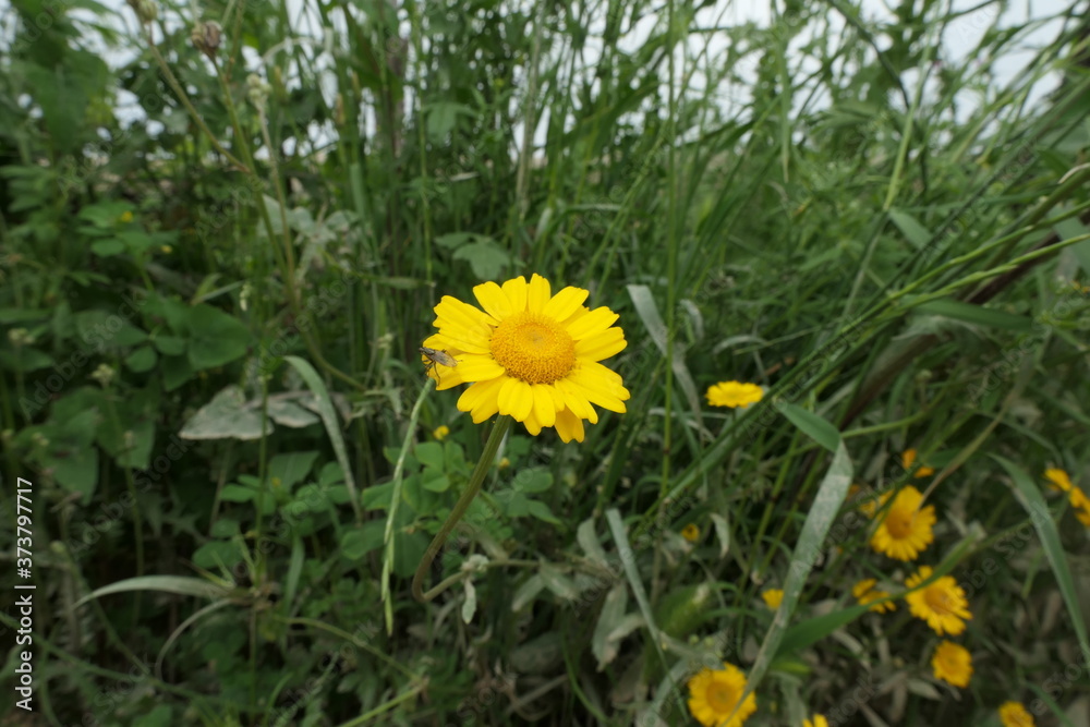 Fototapeta premium yellow dandelions in grass