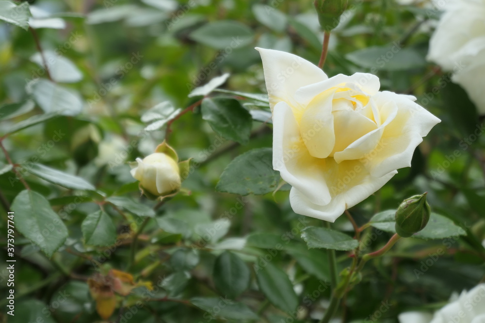 yellow rose in the garden