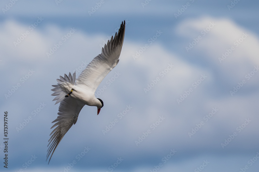Graceful Caspian Tern in Flight Over Flooded Marsh at Nisqually NWR Graceful Caspian Tern in Flight Over Flooded Marsh at Nisqually NWR