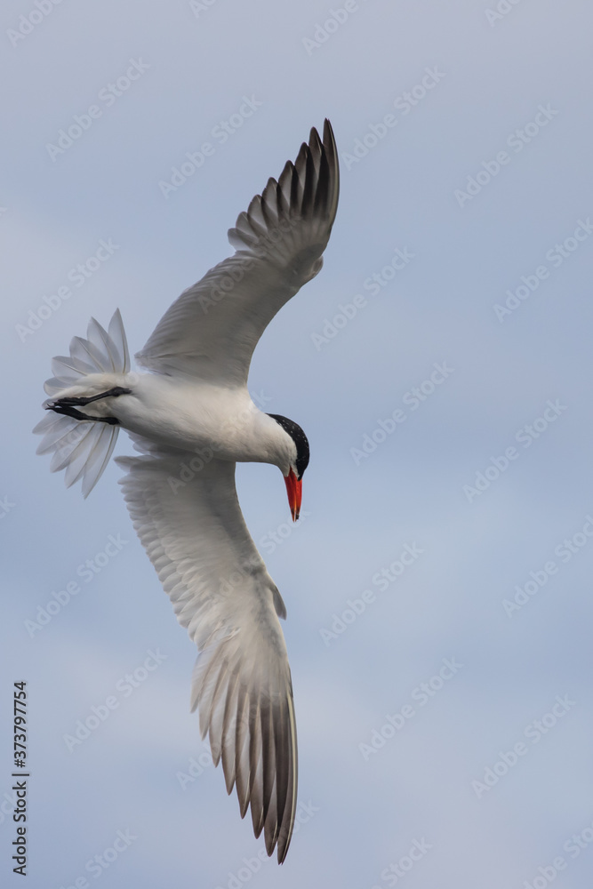 Graceful Caspian Tern in Flight Over Flooded Marsh at Nisqually NWR Graceful Caspian Tern in Flight Over Flooded Marsh at Nisqually NWR