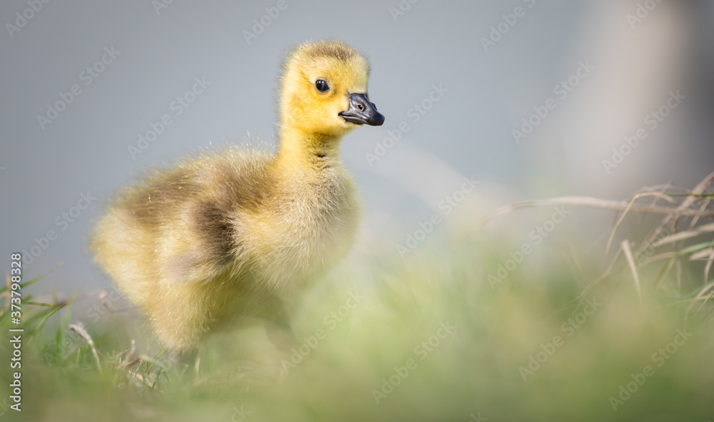 Canada goose goslings Canada goose goslings