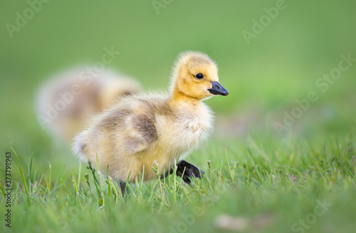Goslings in the spring © Jillian