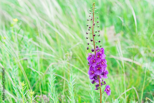 Close up beautiful flowering Verbascum phoeniceum in field photo