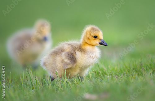Goslings in the spring © Jillian