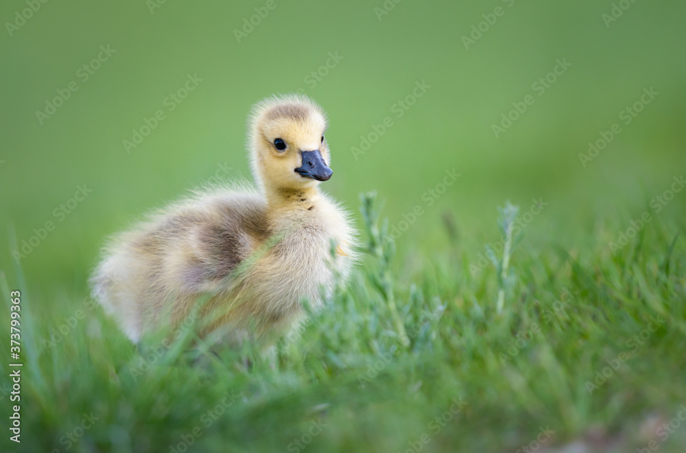 Goslings in the spring Goslings in the spring