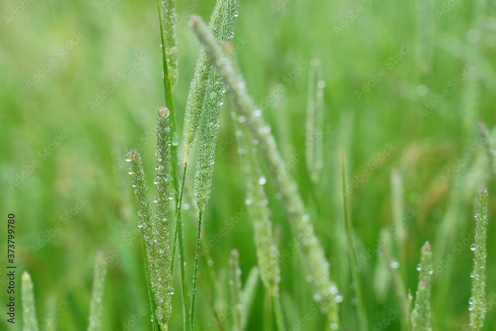 水滴をつけた雨上がりの草たち
