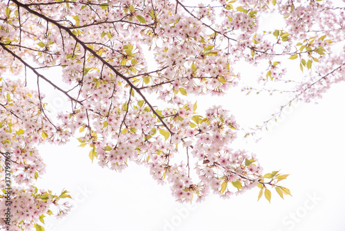 벚꽃 나무