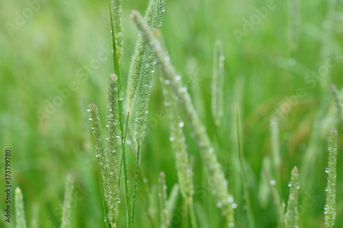 水滴をつけた雨上がりの草たち