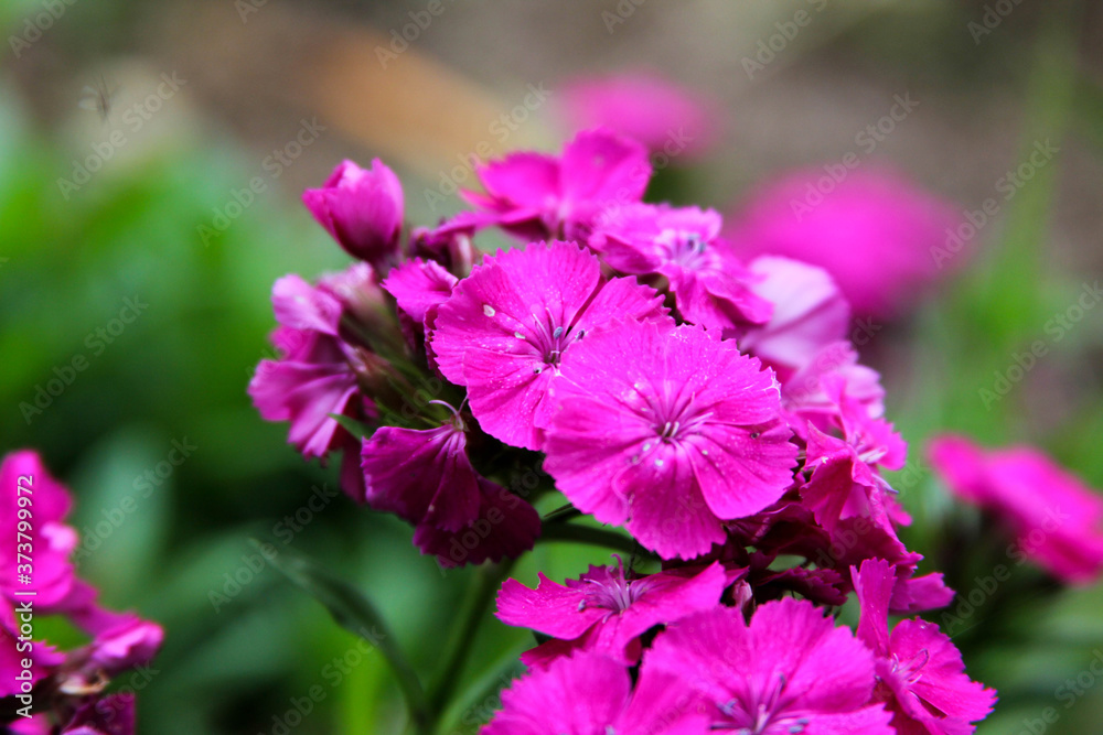 flores coquetas