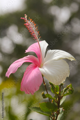 cayena bicolor