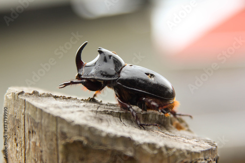 Escarabajo rinoceronte