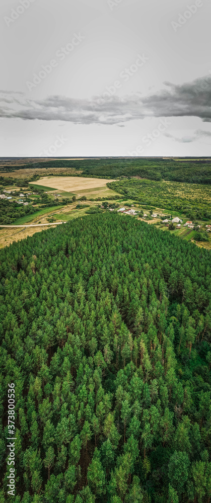 very fragrant pine forest in summer. Russian Federation very fragrant pine forest in summer. Russian Federation