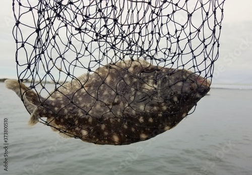 Photographie A big summer flounder inside a net