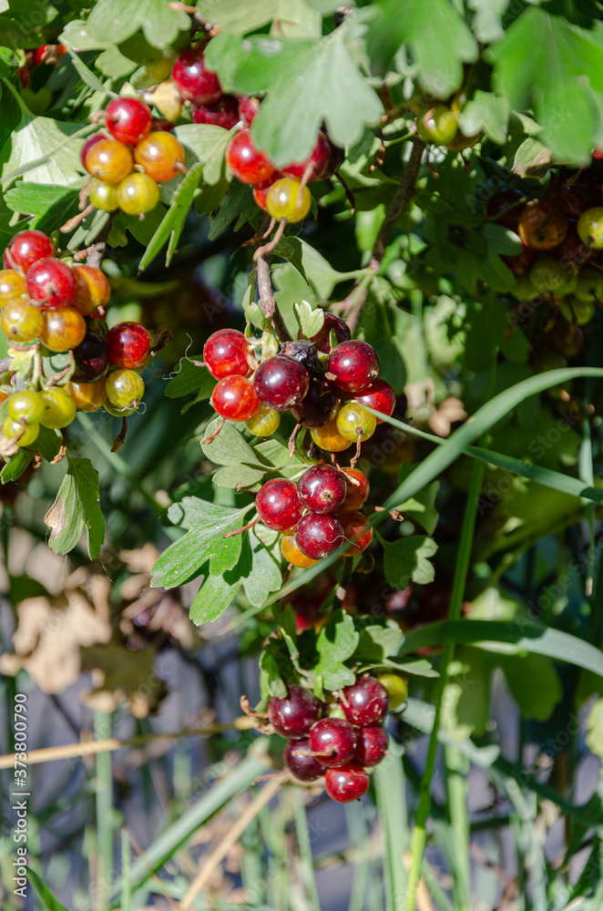 Ripening black currant fruits in the garden on a summer day. Ripening black currant fruits in the garden on a summer day.