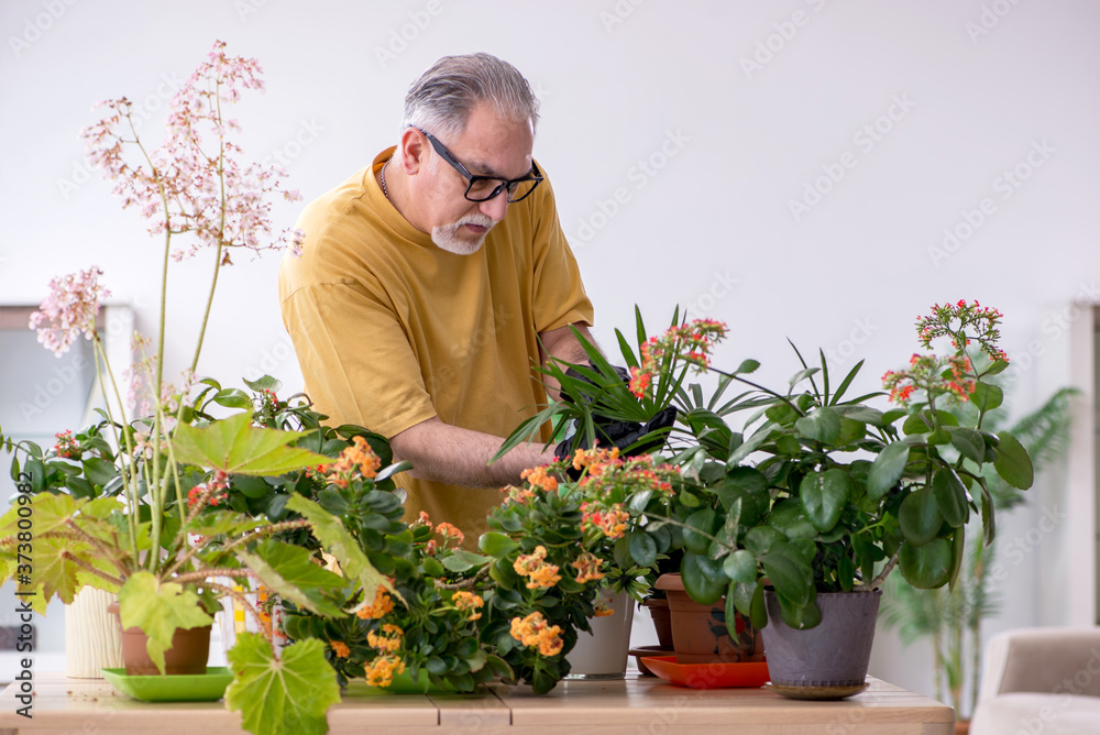 Old male gardener with plants indoors Old male gardener with plants indoors