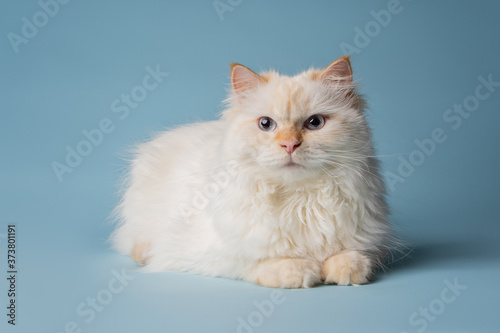 white Siberian cat