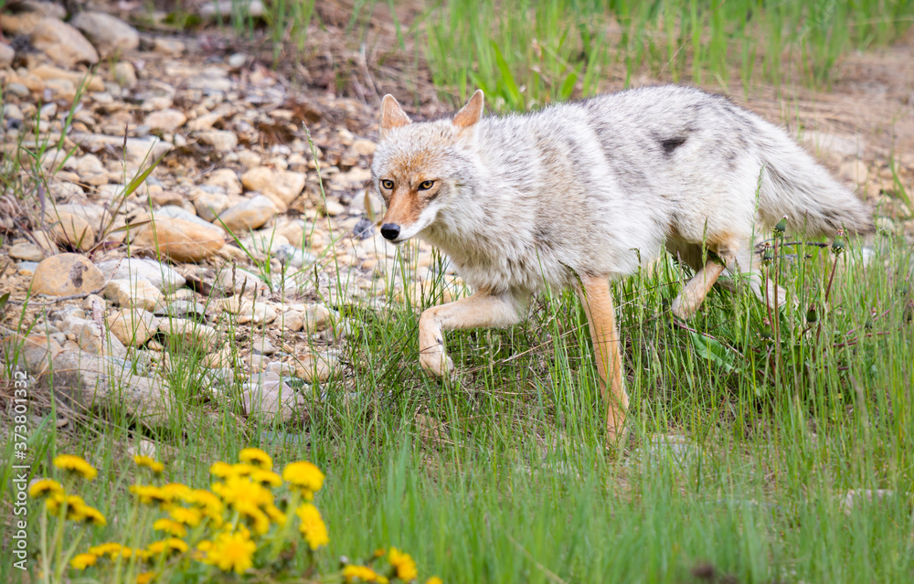 Obraz premium Coyote in the wild