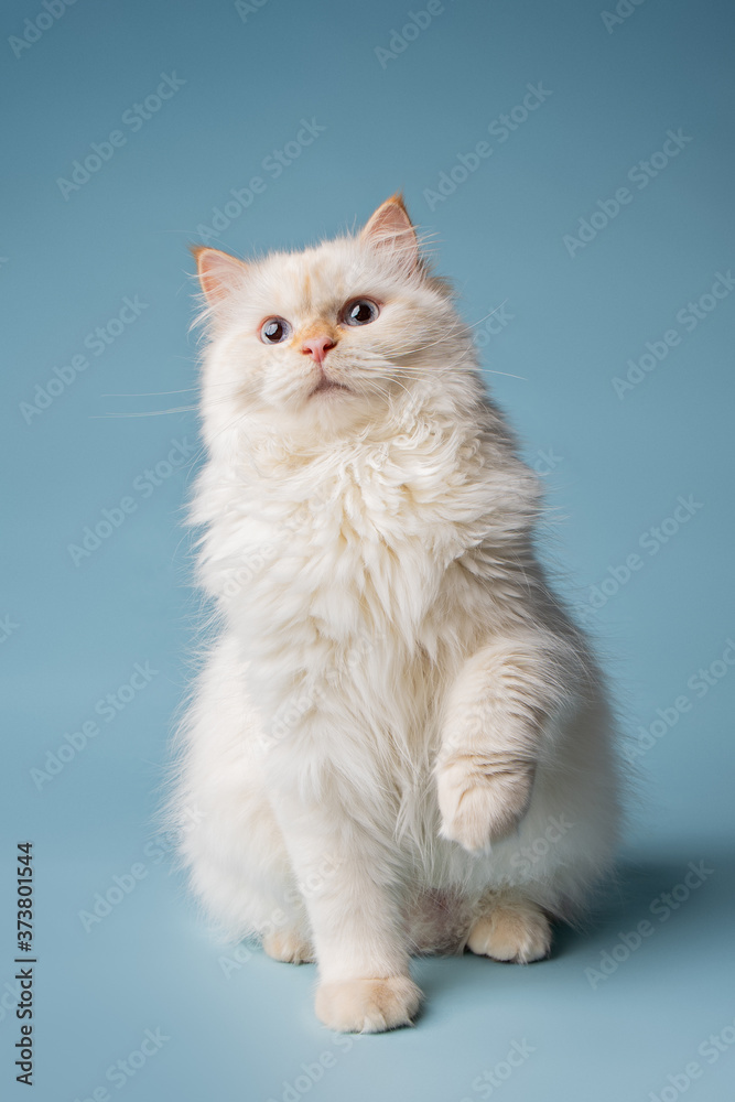 white Siberian cat