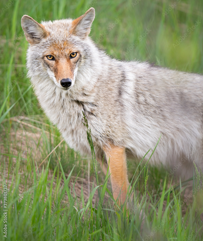 Fototapeta premium Coyote in the wild